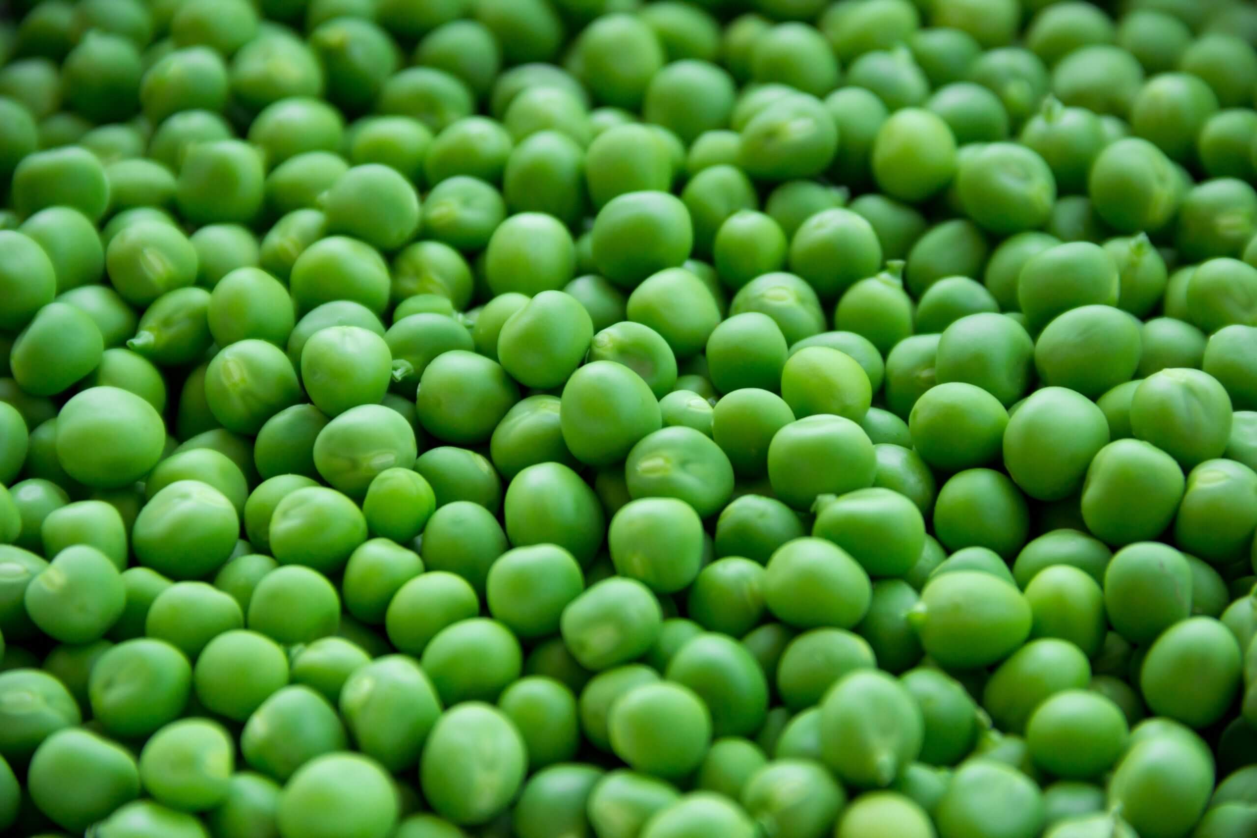 Pea Protein