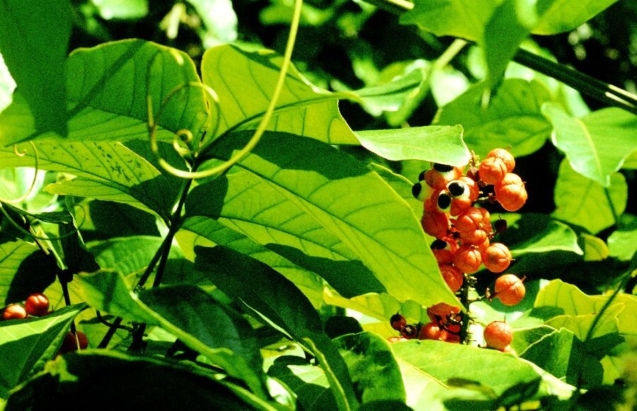 guarana extract 