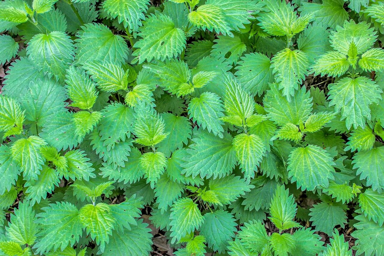 stinging nettle